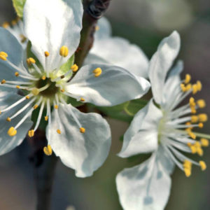 foto fiore impollinatore abeti