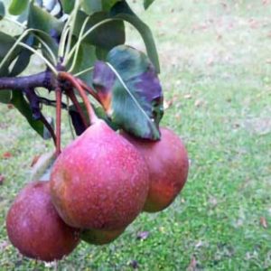 PERO BROCCOLINA FRANCO Anticopomario piante da frutto online pero albero di pere antiche