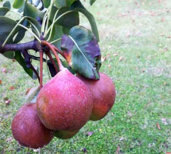 PERO BROCCOLINA FRANCO Anticopomario piante da frutto online pero albero di pere antiche