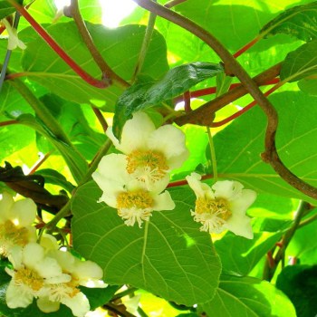 Foto fiori e foglie di impollinatore kiwi Tomuri