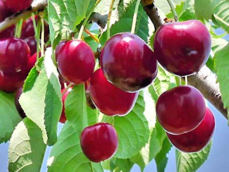 foto dei frutti della pianta di ciliegie Ferrovia