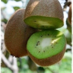 Fresh_hayward_kiDalmonte anticopomario vivai pianta di kiwi