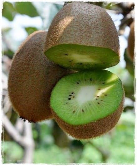 foto dei frutti della pianta di kiwi hayward