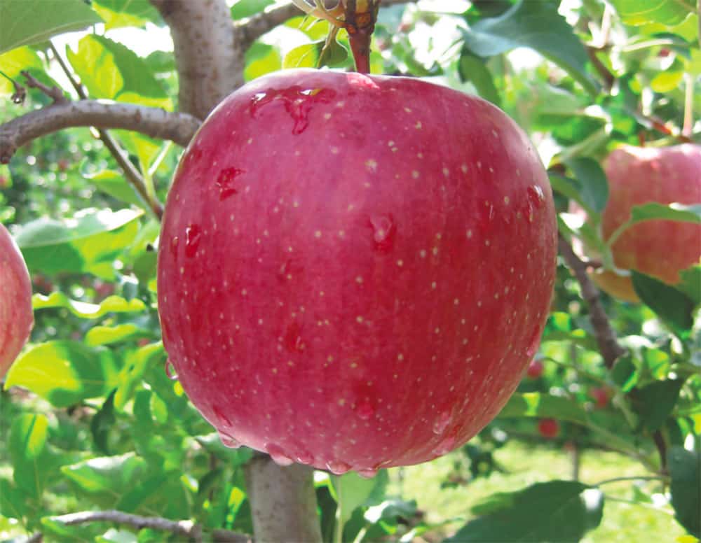 элита саженцы. яблоня gala must. аллейные посадки деревьев с колоновидной кроной. саженцы в игнатовке купить. питомник элит.