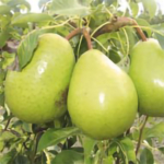 Gamogna – pere varietà antiche – albero di pero –