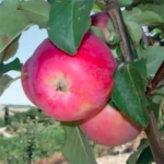 melo Giugno – mele varietà antiche -piante da frutto in vendita online  albero di melo –