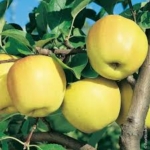 Golden delicious Dalmonte Anticopomario piante da frutto online melo albero di mele