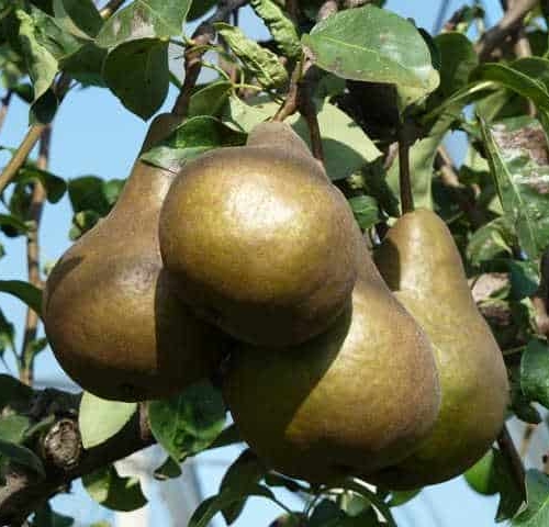 foto frutti dell'albero KAISER pero