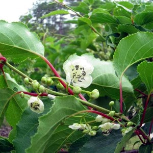 Foto di fiori di kiwi impollinatore tomri