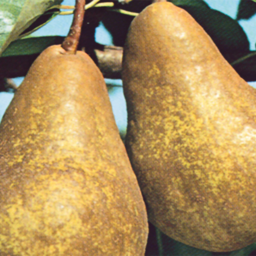 PERO KAISER - immagine 3