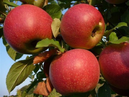 foto frutti dell'albero Melo Annurca