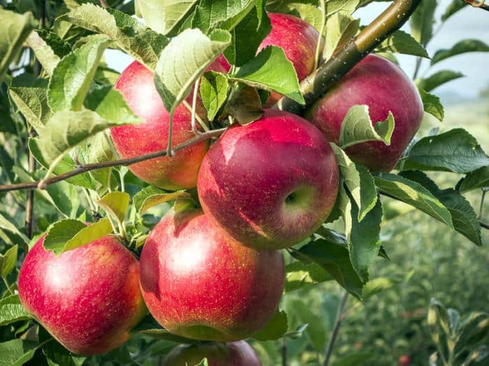 foto frutti dell'albero Melo florina Querina