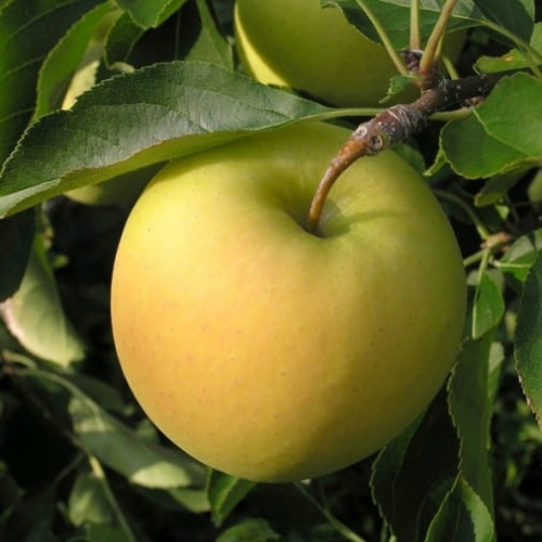 foto frutti dell'albero Melo-“Golden-Delicious