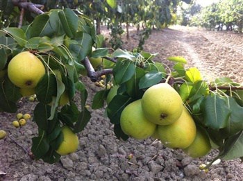 Molinaccio pero albero di pere pianta di pere antiche