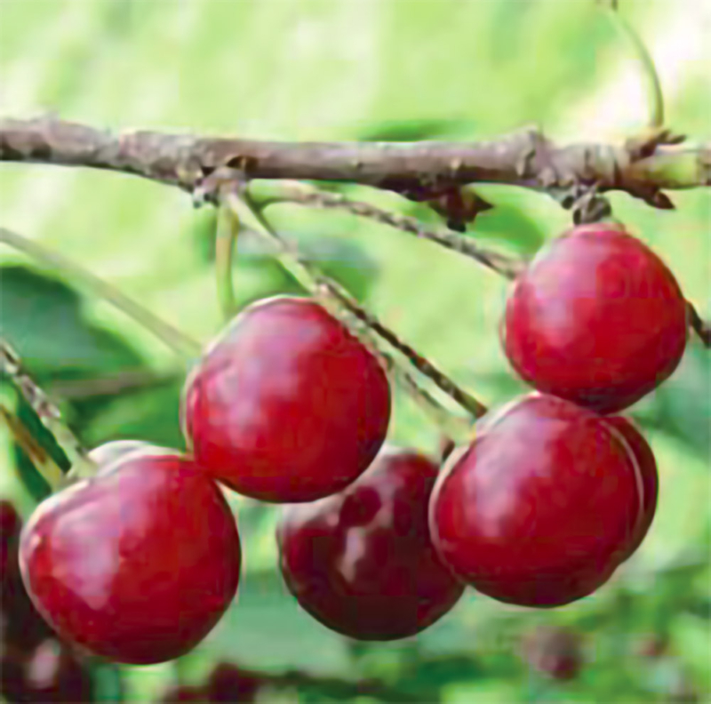 Pianta Di Ciliegio Amarena In Vaso - Albero Da Frutto Per Giardino E Balcone