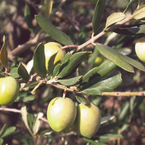 foto olive Nostrana_Brisighella