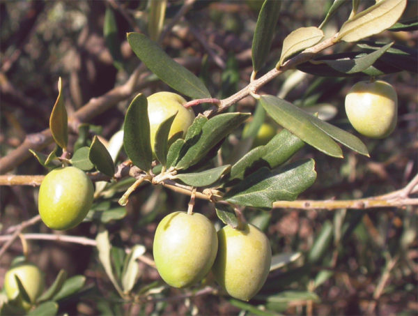 Piante Di Olive Online Su Anticopomario Olivo Nostrana Brisighella