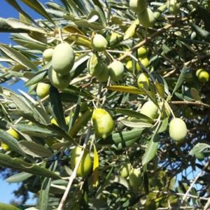 foto olive correggiolo