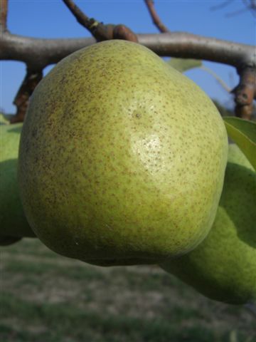 foto frutti dell'albero Pero Decana