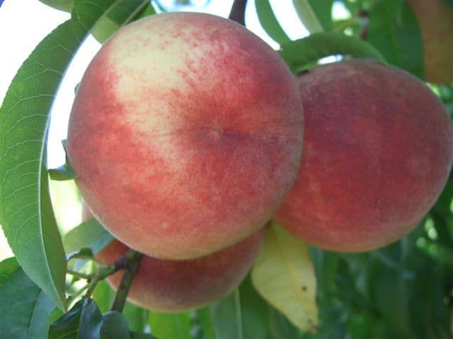 foto frutti dell' albero Pesca-maria-bianca