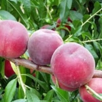 Pesco rosa del west Dalmonte Anticopomario piante da frutto online albero di pesche