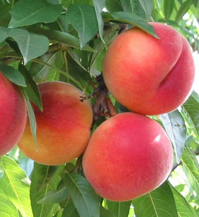 foto frutti dell'albero Pesco_Guglielmina