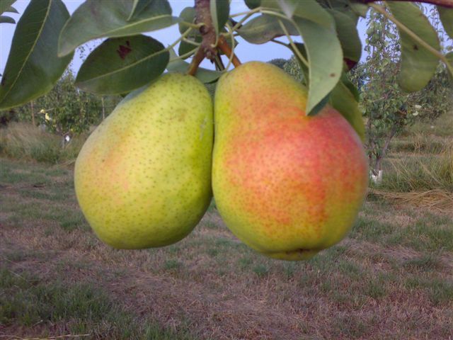 foto frutti dell'albero pero-Coscia