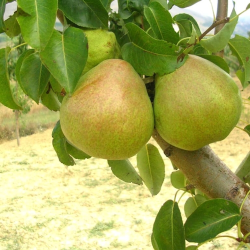 foto frutti dell'albero Pero-Decana-del-Comizio