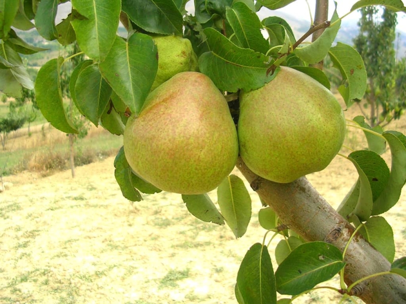 foto frutti dell'albero Pero-Decana-del-Comizio