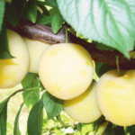 Shiro -suisino- albero di susine –