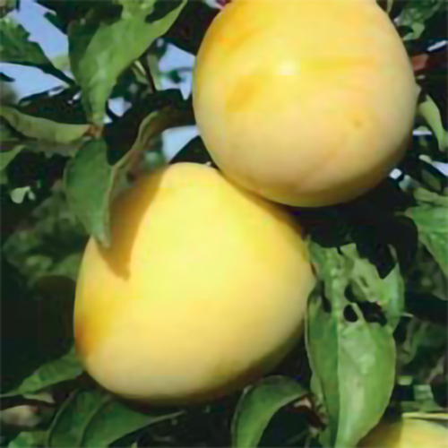 SUSINO SHIRO / GOCCIA D'ORO - immagine 3