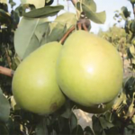 Spadona – pere varietà antiche – albero di pero –