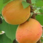 apricot-portici Dalmonte Anticopomario piante da frutto online