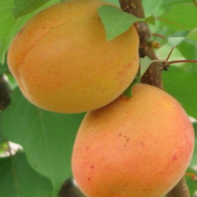 foto frutti dell'albero apricot-portici