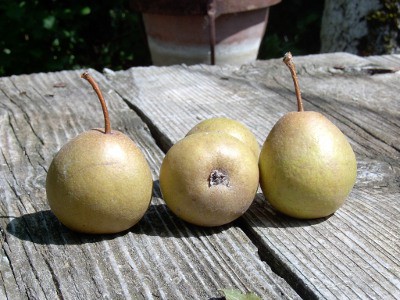 PERO BRUTTI E BUONI alberi di pere antiche