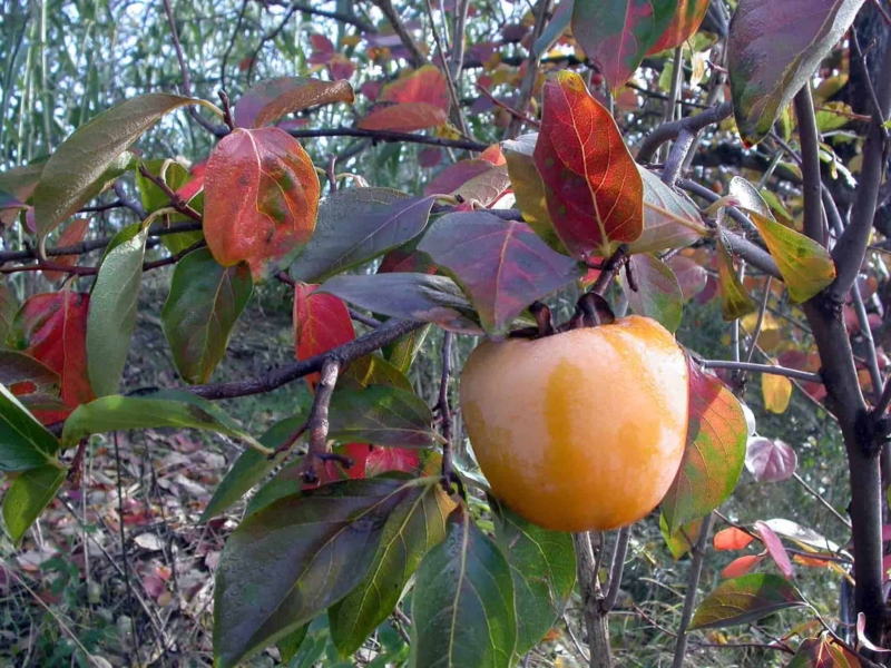 foto di frutti di cachi tipo