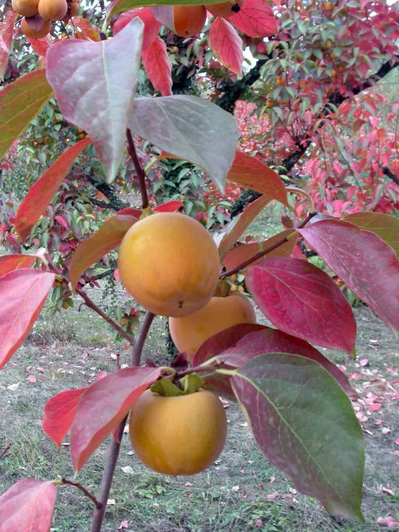 foto di frutti cachi tipo con foglie