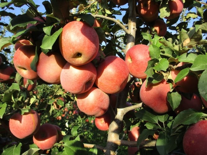 foto frutti dell'albero Melo fuji-kiku