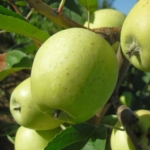 melo l’albero di mele limoncella piante da frutto in vendita online