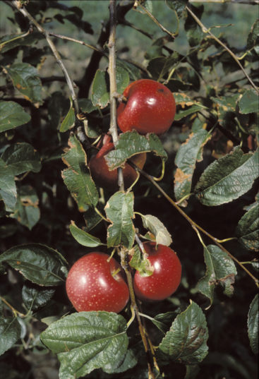 Albero Di Melo Delizia Rossa - Pianta Di 2 Anni In Fitocella, Altezza 1-1,5 M, Frutti Rossi Aromatici
