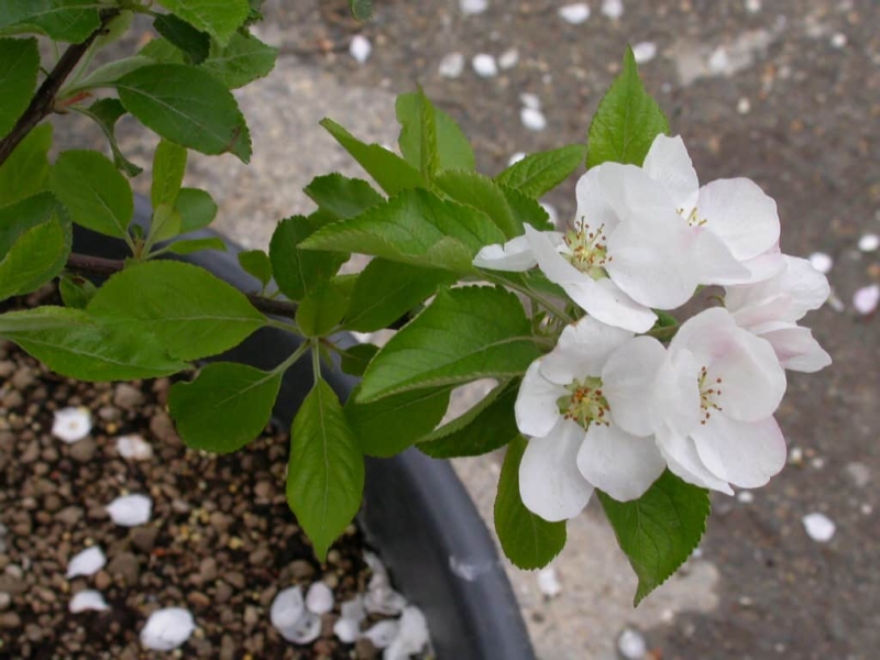 foto fiori di melo annurca