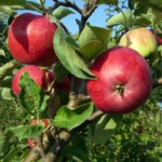 melo rosso varietà giugno piante da frutto in vendita online