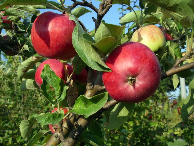 foto di mela varietà giugno