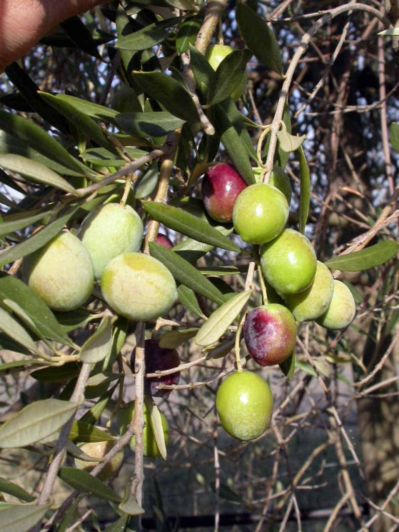 foto di olive ghiacciolo