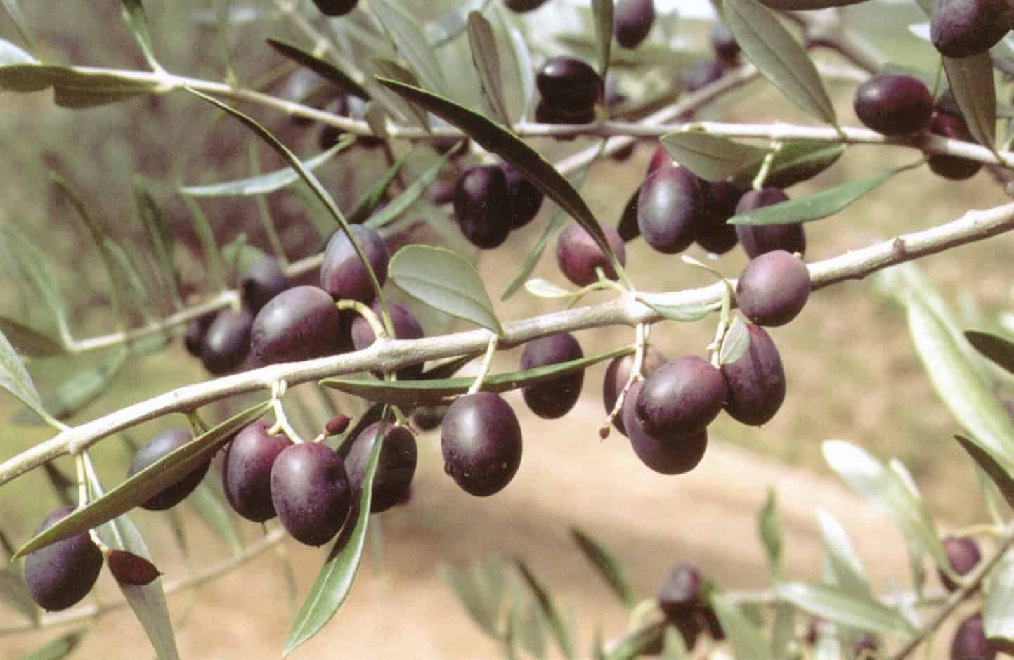 EURO PLANTS Olivo Leccino In Vaso 20cm: Pianta Da Frutto Di 2 Anni, Altezza 120-130cm, Ideale Per Giardino E Terrazzo - 5