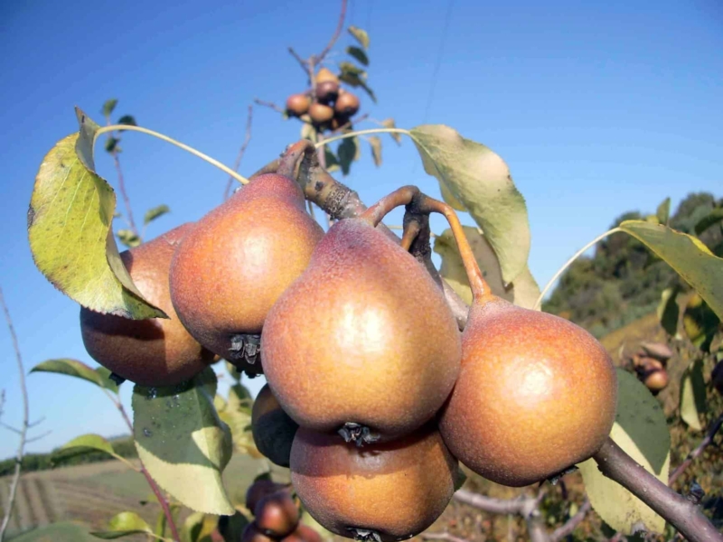 PERO MARTIN SEC Anticopomario piante da frutto online pero albero di pere pianta di pere antiche