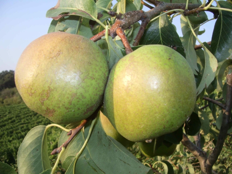 p_passacrassana_6