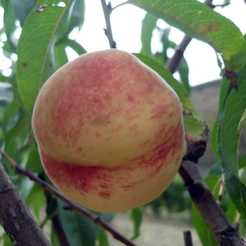 Foto di pesco Cesarini