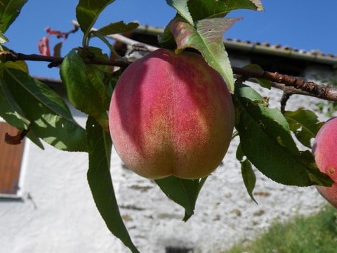 Foto di pesco michelini