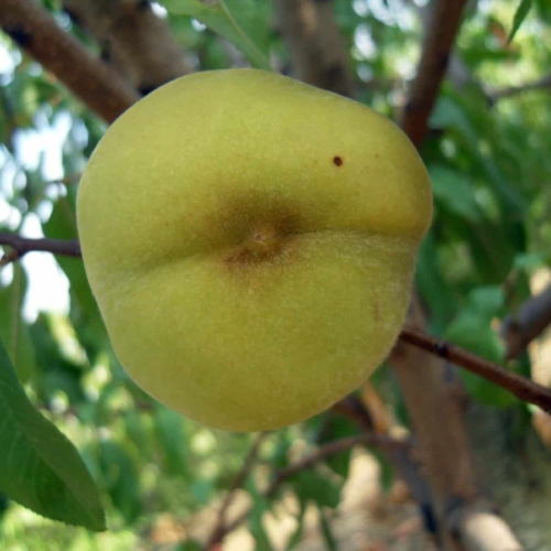 Foto di pesco Poppa di venere